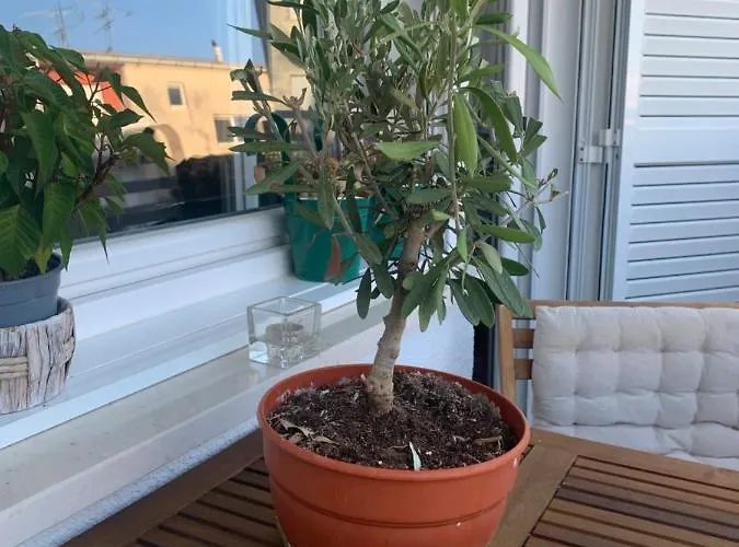 Parentium Town Apartamento *